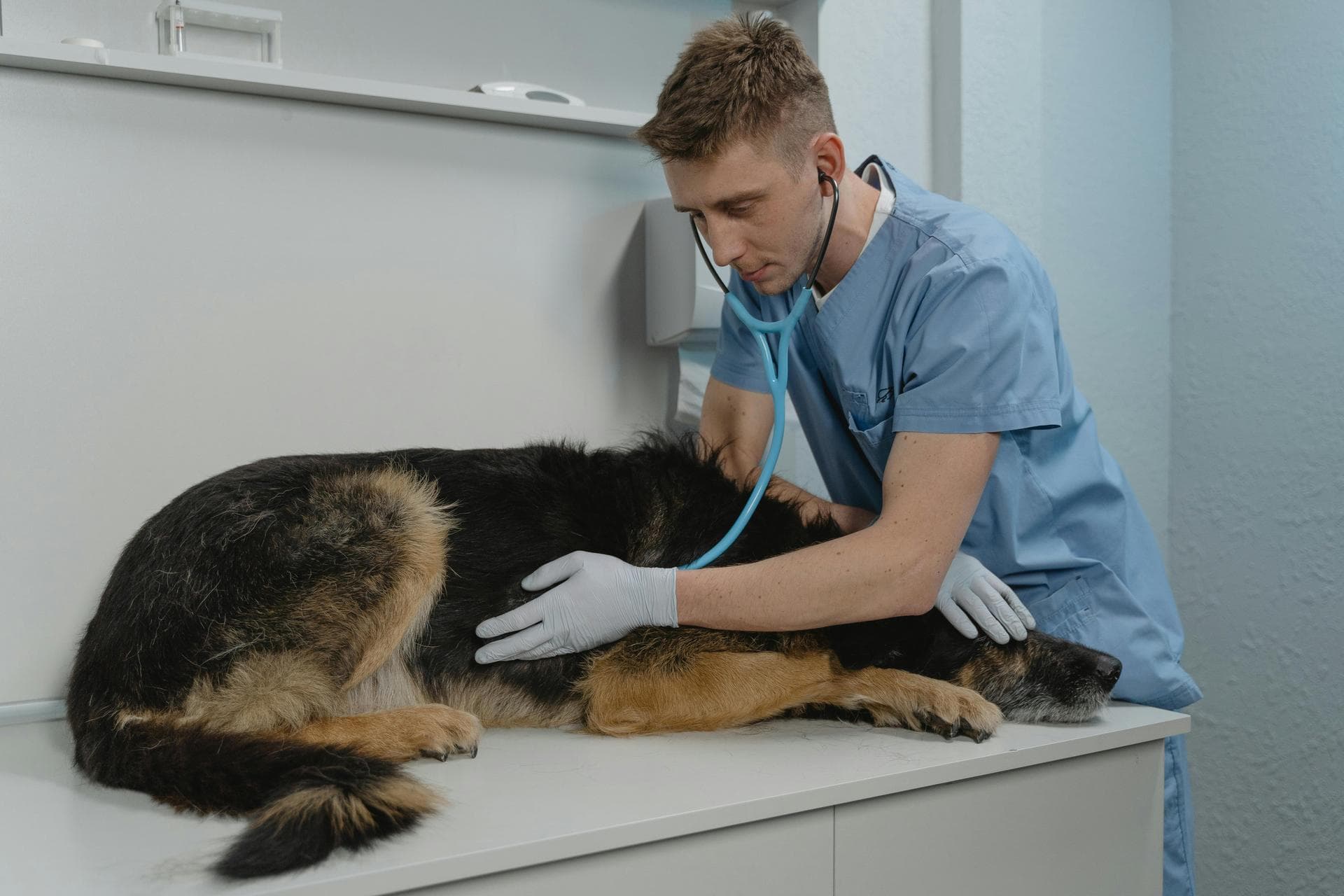Best Vets in Moyock